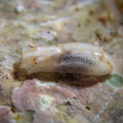 Phanerophthalmus sp.4