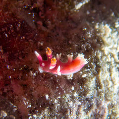 Marianina rosea