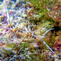 Facelinella anulifera 