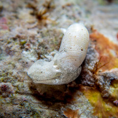 Liloa sp.2