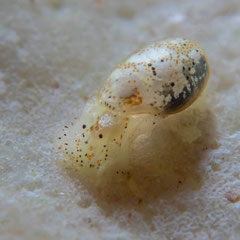 Haloa sp. 1