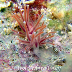 Tergiposacca longicerata 