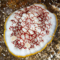  Goniobranchus cf. reticulatus