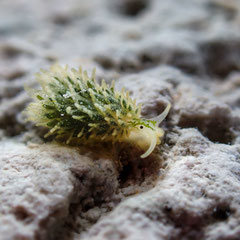 Ercolania anellyleorum