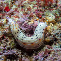 Hypselodoris bertschi