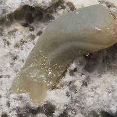 Phanerophthalmus albocollaris