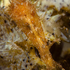 Stylocheilus striatus