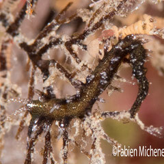 Protaeolidia juliae