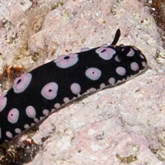Phyllidiella cf. annulata
