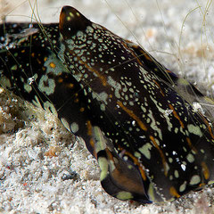Philinopsis speciosa
