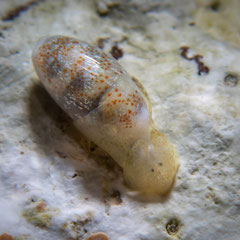 Roxaniella pittmani