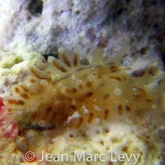 Tenellia poritophages