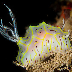 Halgerda willeyi