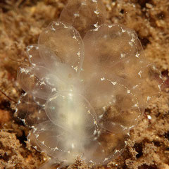 Cyerce elegans