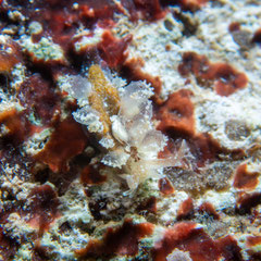 Cyerce pavonina 