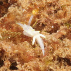 Okenia sp.1