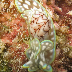 Micromelo scriptus