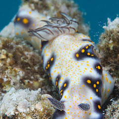 Hypselodoris imperialis
