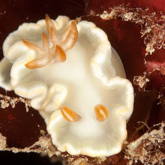 Ardeodoris angustolutea