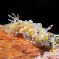 Halerda sp .1
