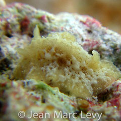 Discodorid sp. 11 non identifié