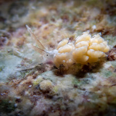 Favorinus sp.4
