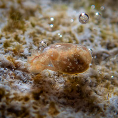 Haminoeid sp.4