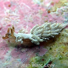 Baeolidia sp.1