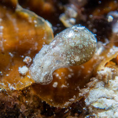 Haminoeid  sp.3