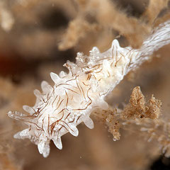 Okenia pellucida