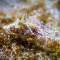 Elysia sp.25