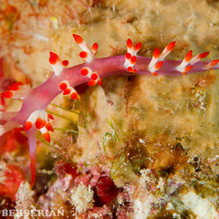 Flabellina sp. 2