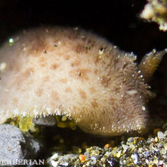 Jorunna sp. 1