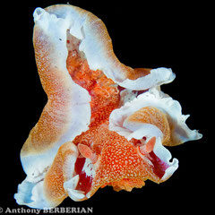 Hexabranchus sp. 1
