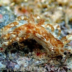 Okenia sp. 4