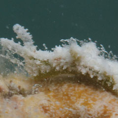 Elysia sp. 5