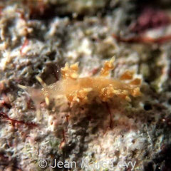 Eubranchus sp.8
