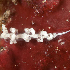 Favorinus japonicus
