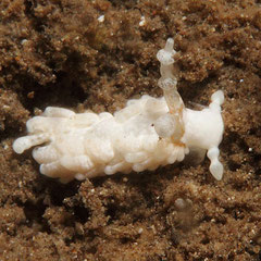 Bulbaeolidia alba