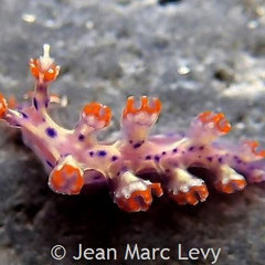 Hancockia sp.1