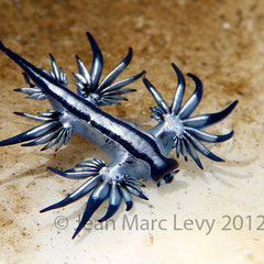 Glaucus atlanticus