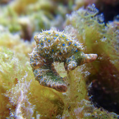 Oxynoe jordani