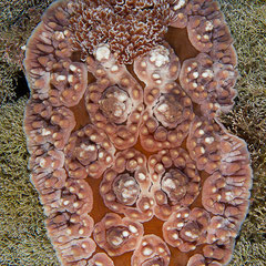 Dendrodoris carbunculosa