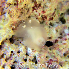 Hallaxa sp. 2