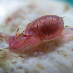 Vellicolla amphorella