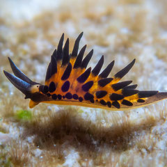 Placida kevinleei