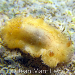 Platydoris cruenta
