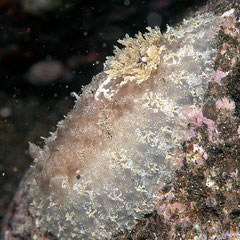 Discodorid sp. 3 non identifié
