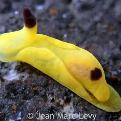 Siphopteron flavum