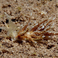 Aeolid non identifié sp.1